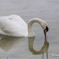 Mute Swan Marbury Country Park