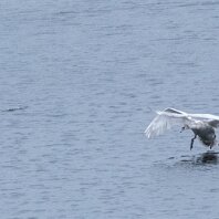 Mute Swan Rostherne