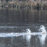 Mute Swan Cicely Mill Pool