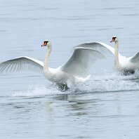 Mute Swan Llanfairfechan