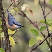 Nuthatch Rostherne