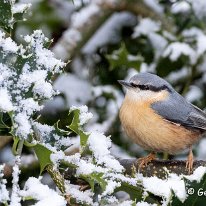 Nuthatch Rostherne