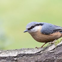 Nuthatch Rostherne