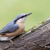 Nuthatch Rostherne