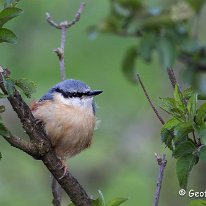 Nuthatch Rostherne