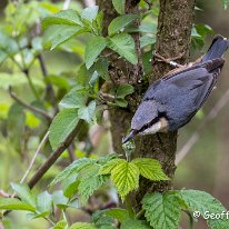 Nuthatch Rostherne