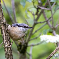 Nuthatch Rostherne