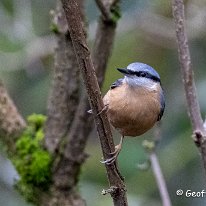 Nuthatch Rostherne