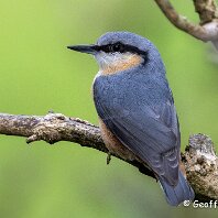 Nuthatch Rostherne