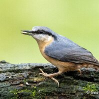 Nuthatch Rostherne