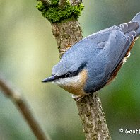 Nuthatch Rostherne