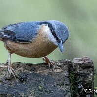 Nuthatch Rostherne