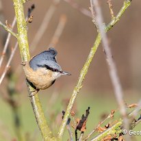 Nuthatch Rostherne