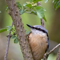 Nuthatch Rostherne