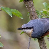 Nuthatch Rostherne