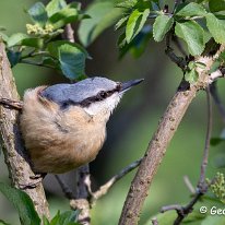 Nuthatch Rostherne