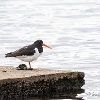 Oystercatcher Tatton Park