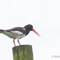 Oystercatcher