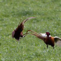 Pheasant Rostherne