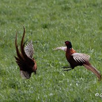 Pheasant Rostherne