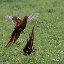 Pheasant Rostherne