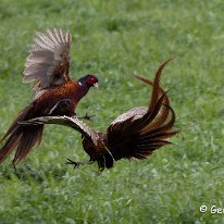 Pheasant Rostherne