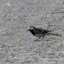 Pied Wagtail Tabley