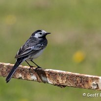 Pied Wagtail Mere