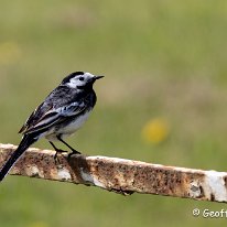 Pied Wagtail Mere