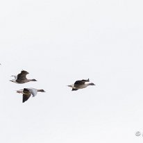 Pink-footed Goose Parkgate