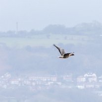 Pink-footed Goose Parkgate