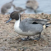 Pintail RSPB Martin Mere