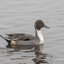 Pintail RSPB Martin Mere