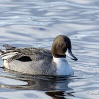 Pintail WWT Martin Mere