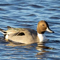 Pintail WWT Martin Mere