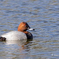 Pochard Tatton Park