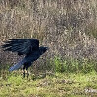 Raven