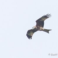 Red Kite Cicely Mill Pool
