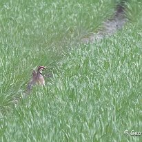 Red-Legged Partridge Millington