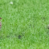 Red-legged Partridge