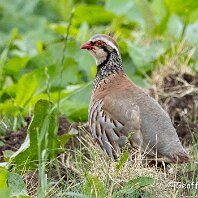 Red-legged Partridge Millington