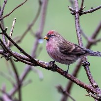 Lesser Redpoll Rostherne Obs