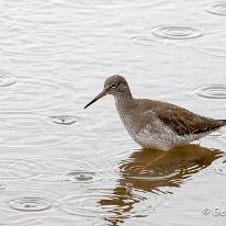 Redshank RSPB Leighton Moss