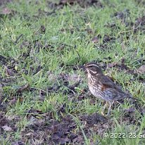 Fieldfare Millington