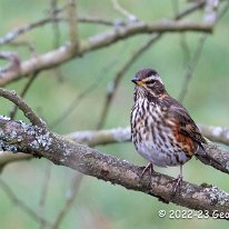 Redwing Rostherne