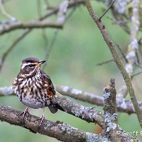 Redwing Rostherne