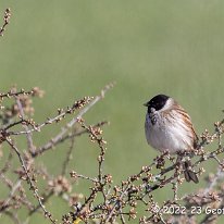 Reed Bunting Millington