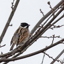 Reed Bunting RTatton Park