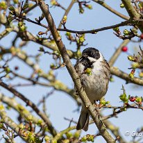 Reed Bunting Tatton Park