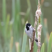 Reed Bunting Cicely Mill Pool